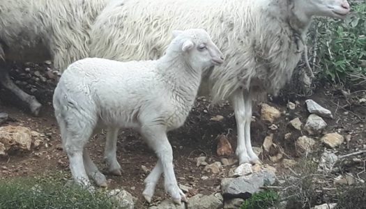 Μιχάλης Ερωτόκριτος, Δημήτρης Ερωτόκριτος: Η Αλήθεια για το σφαγείο της Κάσου