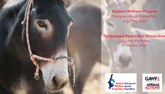 Φιλοζωική Δράση Καρπάθου – Animal Welfare Karpathos: Πρόγραμμα φροντίδας ιπποειδών – Όλυμπος, 17 Ιουλίου 2021