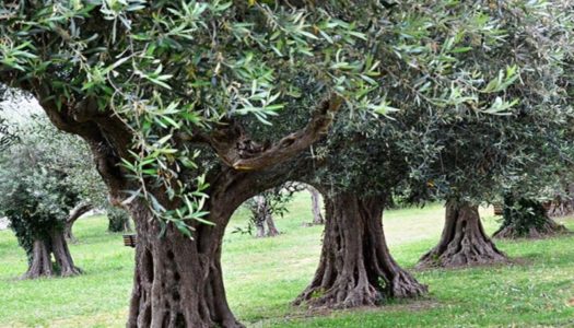 Oι ιδιοκτήτες ελαιοτριβείων που δραστηριοποιούνται στο νησιά Κάσου, Ρόδου, Κω και Λέρου  επιτρέπεται να προβούν σε έκθλιψη ελαιόκαρπου από την Δευτέρα  8η Νοεμβρίου  2021.