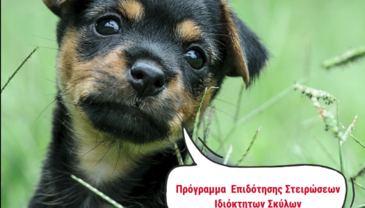 Animal Welfare Karpathos – Φιλοζωική Δράση Καρπάθου: Θέλετε να στειρώσετε τον σκύλο σας;