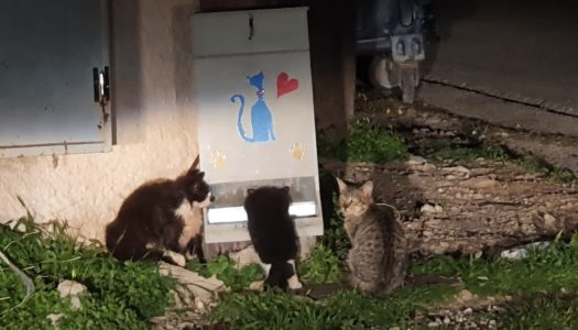 Λίγο χρόνο και λίγο κόπο και όλα είναι έτοιμα για τα γατάκια στα Πηγάδια Kαρπάθου