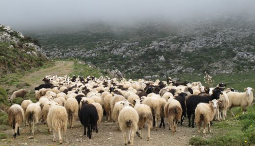 Δ/ΝΣΗ ΔΑΣΩΝ ΔΩΔ/ΣΟΥ: Δασική απαγορευτική διάταξη βοσκής σε περιοχή  της νήσου Καρπάθου