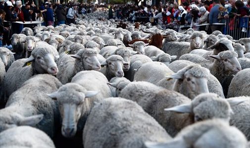 Δήμος Η.Ν. Κάσου: Μετακίνηση αιγοπροβάτων στην δυτική πλευρά του νησιού.