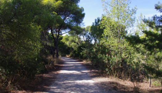 Να ταχυδρομήσουν τις αντιρρήσεις για τους δασικούς χάρτες καλεί τους πολίτες η Διεύθυνση Δασών