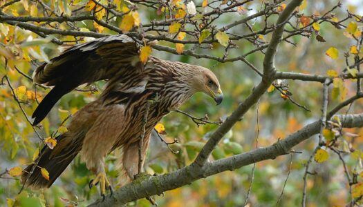 Φύση και παραδοσιακό τραγούδι: Ένα Ανθολόγιο παραδοσιακών στίχων από τον ΟΦΥΠΕΚΑ και τον Καλλιτεχνικό Σύλλογο Παραδοσιακής Μουσικής Δόμνα Σαμίου