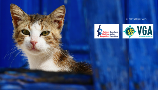 Animal Welfare Karpathos: Δύο προγράμματα στειρώσεων| Στις 16-20 Φεβρουαρίου 2024 στο χωριό Όθος και τον Ιούλιο 2024 στην Αρκάσα (από εκεί θα στειρωθούν γάτες και από Λευκό/ Μεσοχώρι)